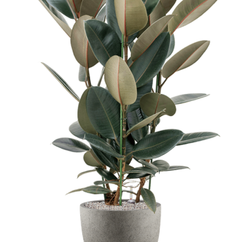 Ficus elastica „Abidjan” în Grigio