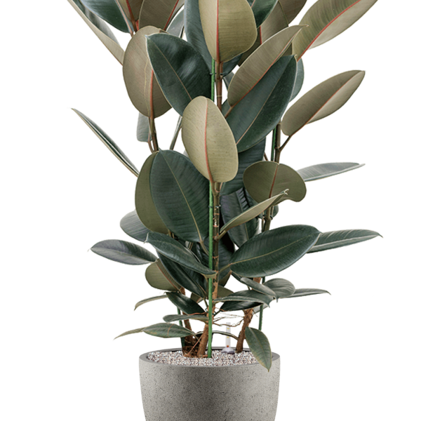 Ficus elastica „Abidjan” în Grigio