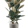 Ficus elastica „Abidjan” în Grigio