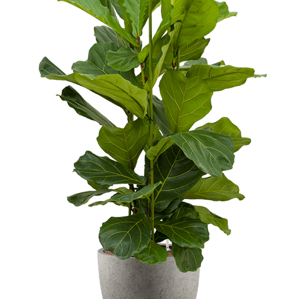 Ficus lyrata în Grigio