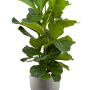Ficus lyrata în Grigio