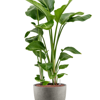 Strelitzia nicolai în Grigio Strelitzia nicolai în Grigio