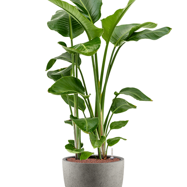 Strelitzia nicolai în Grigio