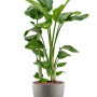 Strelitzia nicolai în Grigio