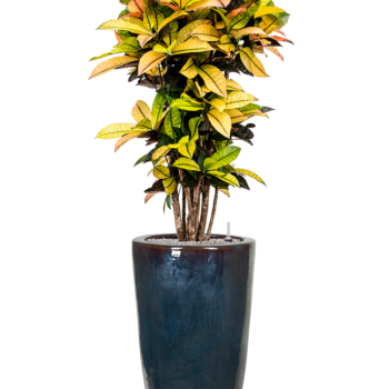 Croton (Codiaeum) variegatum 'Mrs. Iceton' în Plain
