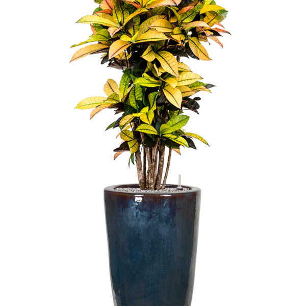 Croton (Codiaeum) variegatum 'Mrs. Iceton' în Plain Croton (Codiaeum) variegatum 'Mrs. Iceton' în Plain