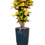 Croton (Codiaeum) variegatum 'Mrs. Iceton' în Plain