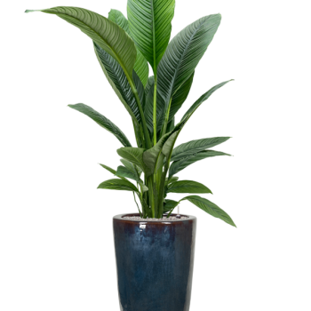 Spathiphyllum „Sensation” în vas simplu Spathiphyllum „Sensation” în vas simplu