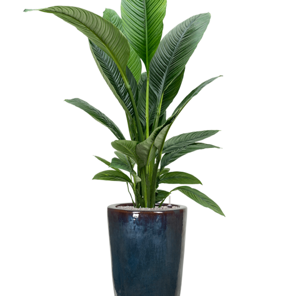 Spathiphyllum „Sensation” în vas simplu Spathiphyllum „Sensation” în vas simplu