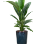 Spathiphyllum „Sensation” în vas simplu