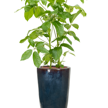 Schefflera actinophylla 'Amate' în ghiveci simplu