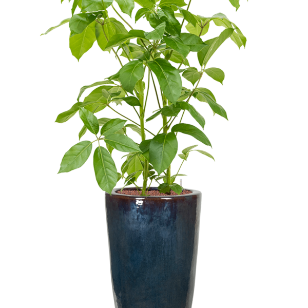 Schefflera actinophylla 'Amate' în ghiveci simplu