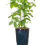 Schefflera actinophylla 'Amate' în ghiveci simplu