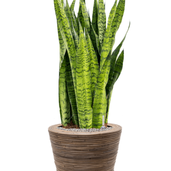 Sansevieria zeylanica în ghiveci Drypot cu dungi de ratan Sansevieria zeylanica în ghiveci Drypot cu dungi de ratan