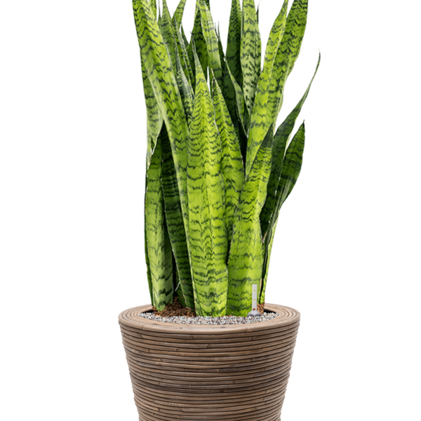 Sansevieria zeylanica în ghiveci Drypot cu dungi de ratan Sansevieria zeylanica în ghiveci Drypot cu dungi de ratan