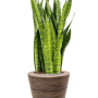 Sansevieria zeylanica în ghiveci Drypot cu dungi de ratan