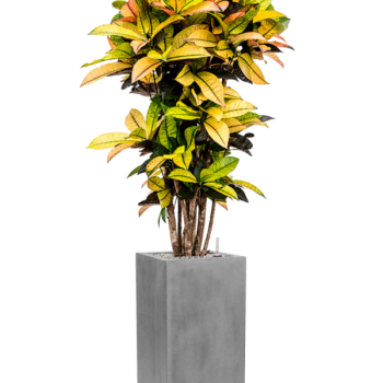 Croton (Codiaeum) variegatum 'Mrs. Iceton' în Fiberstone