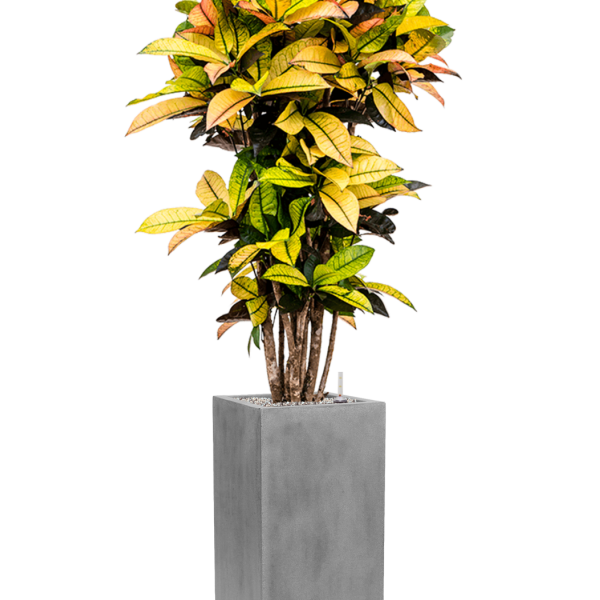 Croton (Codiaeum) variegatum 'Mrs. Iceton' în Fiberstone