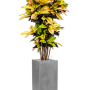 Croton (Codiaeum) variegatum 'Mrs. Iceton' în Fiberstone