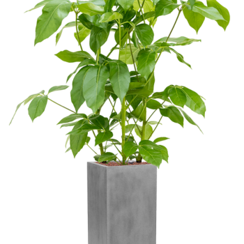Schefflera actinophylla 'Amate' în Fiberstone