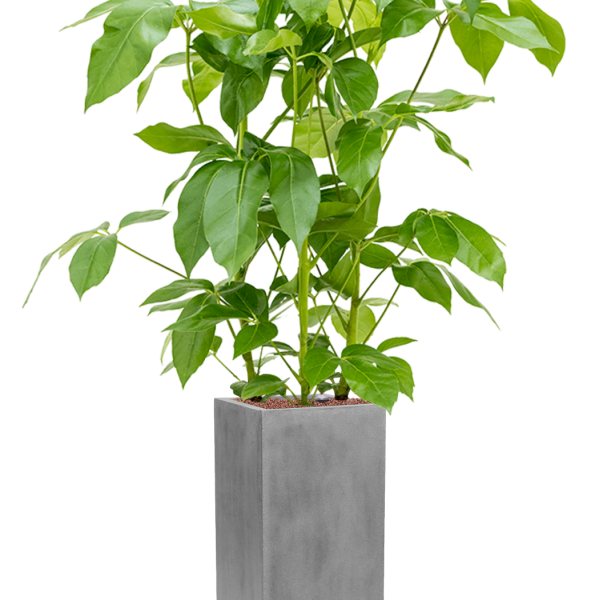 Schefflera actinophylla 'Amate' în Fiberstone