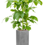 Schefflera actinophylla 'Amate' în Fiberstone