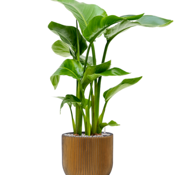 Strelitzia nicolai în Capi Nature Groove Strelitzia nicolai în Capi Nature Groove