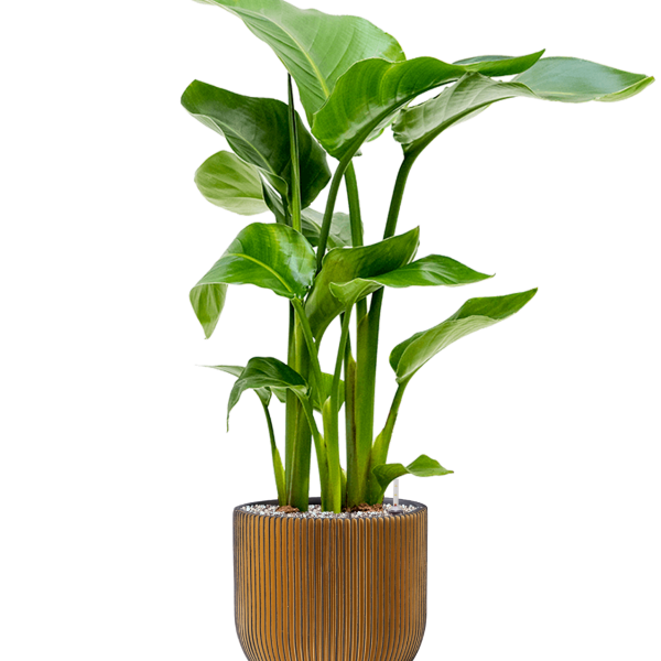 Strelitzia nicolai în Capi Nature Groove Strelitzia nicolai în Capi Nature Groove