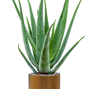 Aloe vera barbadensis în gama Capi Nature Groove