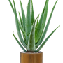 Aloe vera barbadensis în gama Capi Nature Groove