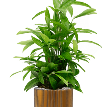Dracaena surculosa la Capi Nature Groove