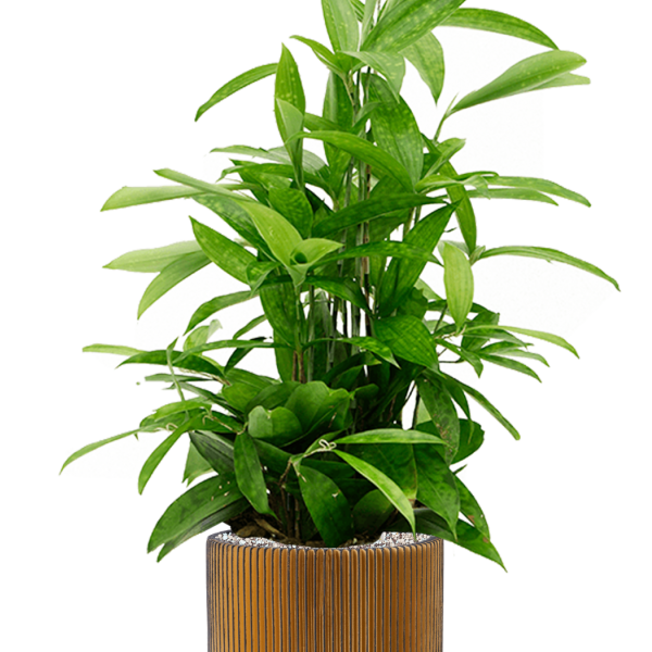 Dracaena surculosa la Capi Nature Groove