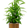 Dracaena surculosa la Capi Nature Groove