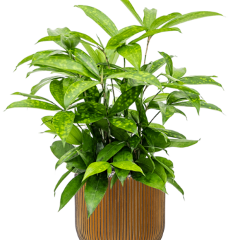Dracaena surculosa în Capi Nature Groove