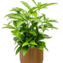 Dracaena surculosa în Capi Nature Groove