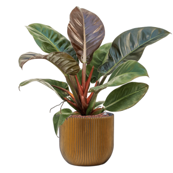 Philodendron „Imperial Red” în ghiveci Capi Nature Groove Philodendron „Imperial Red” în ghiveci Capi Nature Groove