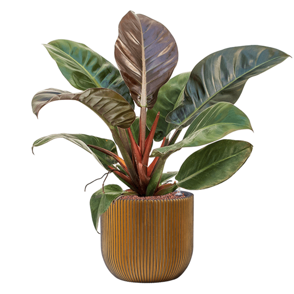 Philodendron „Imperial Red” în ghiveci Capi Nature Groove