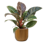 Philodendron „Imperial Red” în ghiveci Capi Nature Groove
