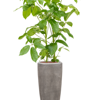 Schefflera actinophylla 'Amate' în ghiveci Baq Polystone Plain
