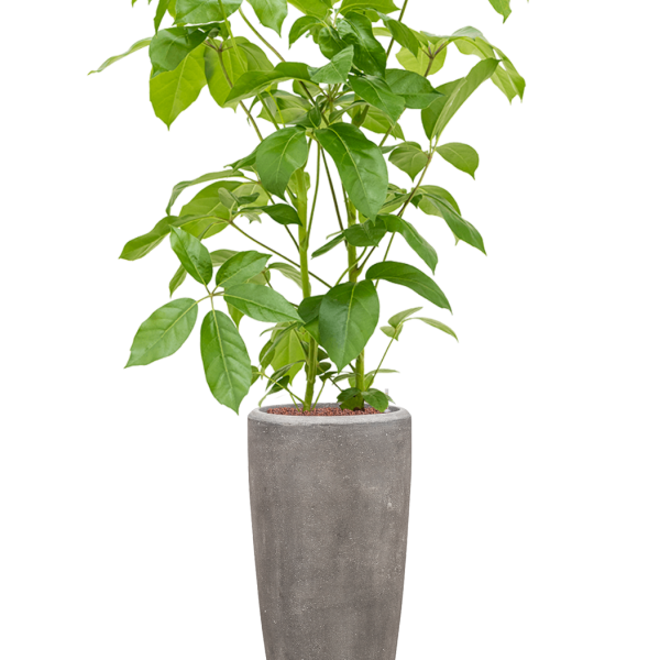 Schefflera actinophylla 'Amate' în ghiveci Baq Polystone Plain Schefflera actinophylla 'Amate' în ghiveci Baq Polystone Plain
