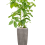Schefflera actinophylla 'Amate' în ghiveci Baq Polystone Plain