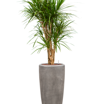 Dracaena marginata în vasul Baq Polystone Plain