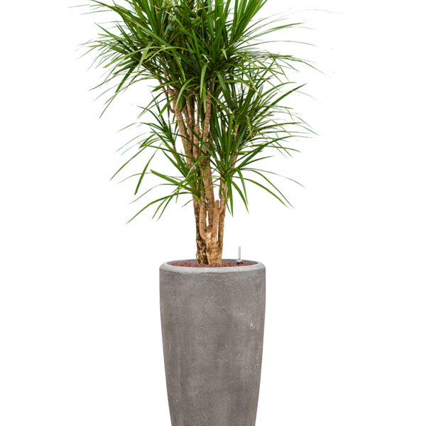 Dracaena marginata în vasul Baq Polystone Plain