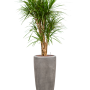 Dracaena marginata în vasul Baq Polystone Plain