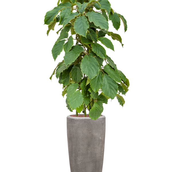 Tetrastigma voinierianum în ghiveci Baq Polystone Plain