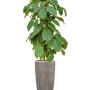 Tetrastigma voinierianum în ghiveci Baq Polystone Plain