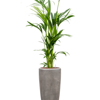 Kentia (Howea) forsteriana în vasul Baq Polystone Plain