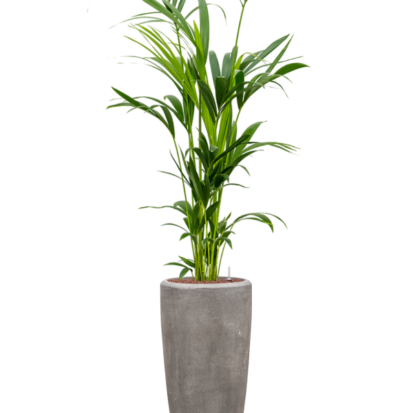 Kentia (Howea) forsteriana în vasul Baq Polystone Plain