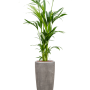 Kentia (Howea) forsteriana în vasul Baq Polystone Plain