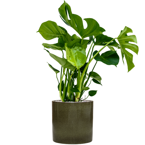 Monstera deliciosa în ghiveci cilindric